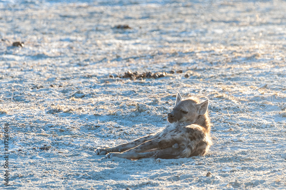 Fototapeta premium Close-up of a spotted Hyena - Crocuta crocuta- resting on the plains of Etosha national Park, Namibia.