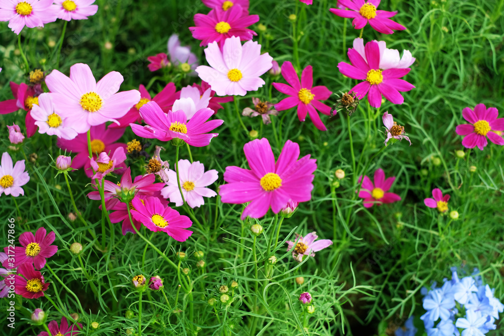 Various flowers form a beautiful line 6 Various flowers form a beautiful line 6