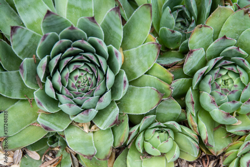 green Hen and Chicks plant close up pattern