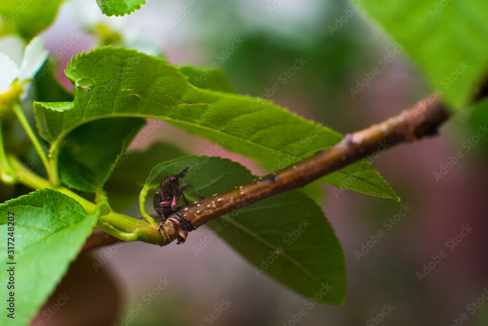 a green beetle crawls along a newly opened branch a green beetle crawls along a newly opened branch
