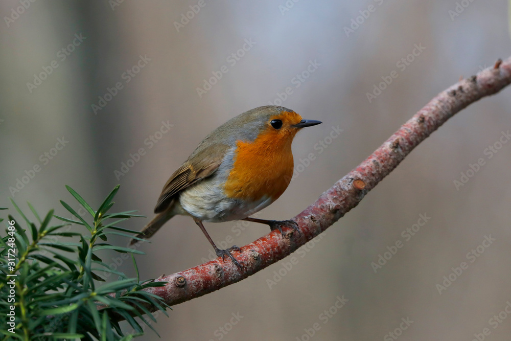 Rotkehlchen (Erithacus rubecula) Singvogel sitzt am Baumstamm Rotkehlchen (Erithacus rubecula) Singvogel sitzt am Baumstamm