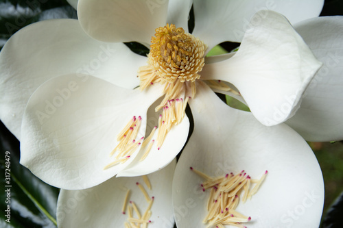 Creamy white Southern magnolia bloom with shedding stamen on petals and water dripping from stamen