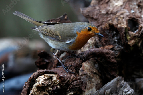 Rotkehlchen (Erithacus rubecula) sitzt auf Baumstamm