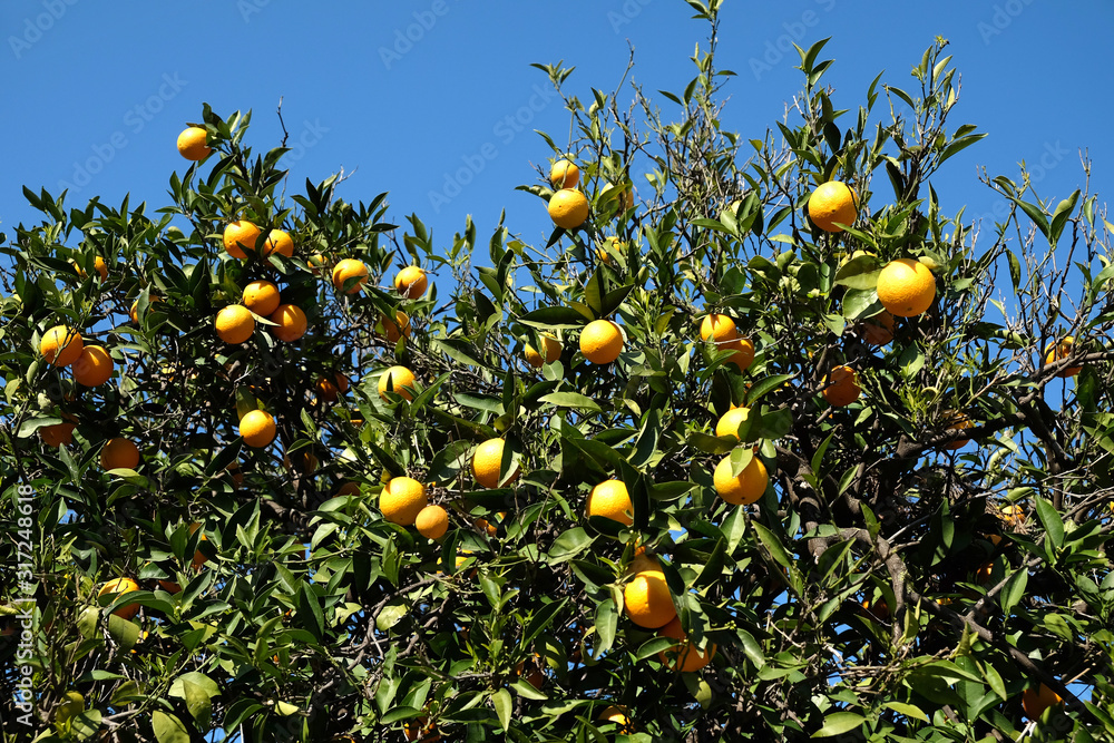 Lot of ripe oranges on citrus tree branches in the orchard in front clear cloudless sky front view close up Lot of ripe oranges on citrus tree branches in the orchard in front clear cloudless sky front view close up