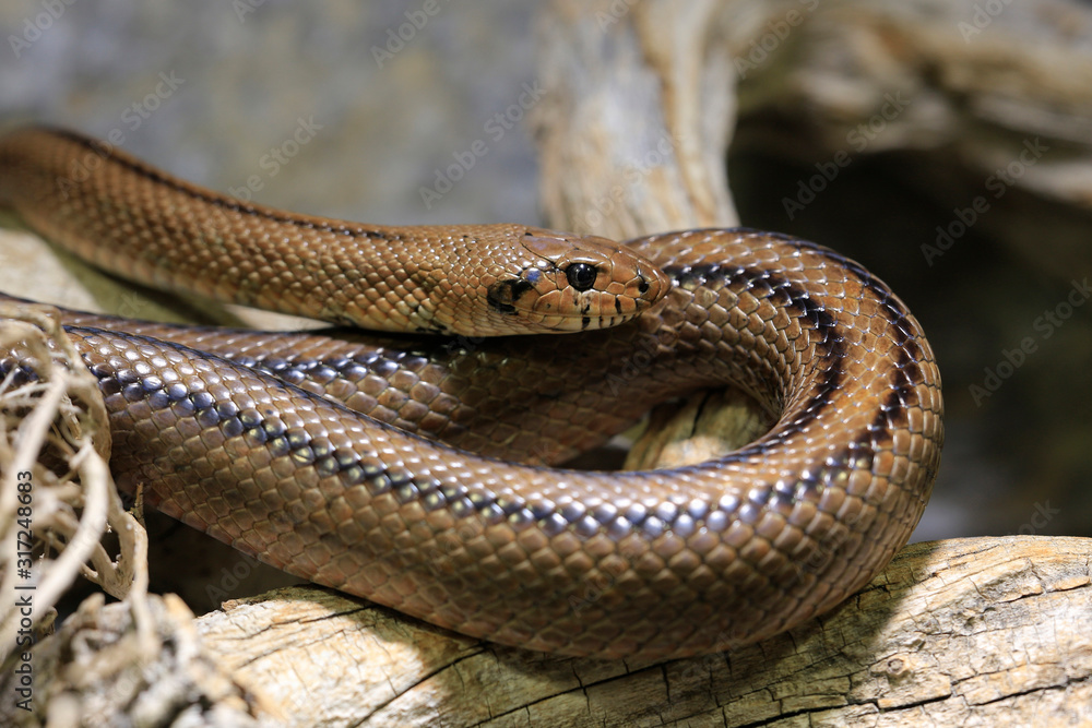 Fototapeta premium Eidechsennattern (Malpolon) auf Baumstamm