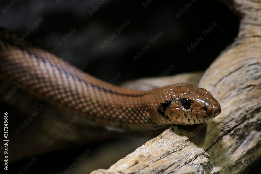 Fototapeta premium Eidechsennattern (Malpolon) auf Baumstamm