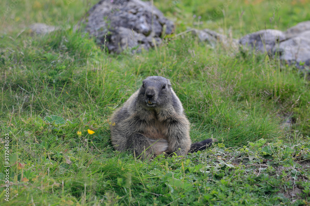 Fototapeta premium Murmeltiere (Marmota) oder Mankei auf Almwiese