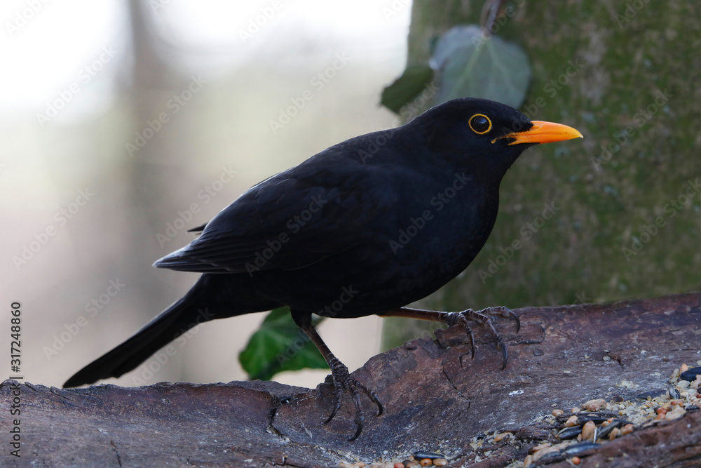 Fototapeta premium Amsel (Turdus merula) oder Schwarzdrossel, Männchen am Futterplatz