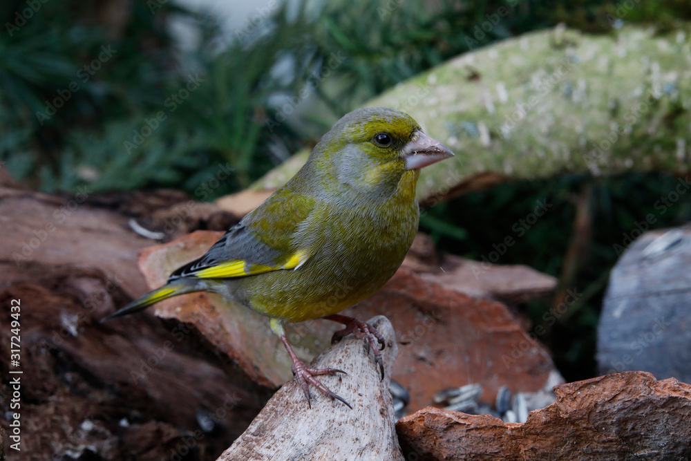 Grünfink (Chloris chloris) oder Grünling am Futter im Garten Grünfink (Chloris chloris) oder Grünling am Futter im Garten
