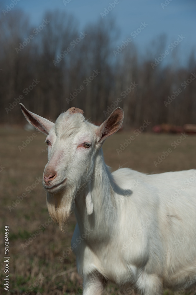 Saanen Goat