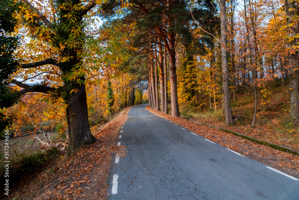 Autumn road surrounded by trees with many leaves