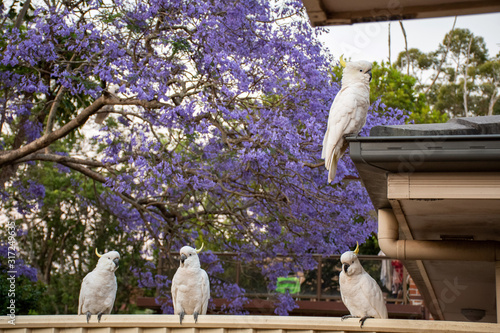 Sulphur-crested cockatoos sitting on a fence with beautiful blooming jacaranda tree on background. Urban wildlife photo