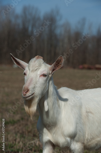Saanen Goat © Shawn Hamilton CLiX 