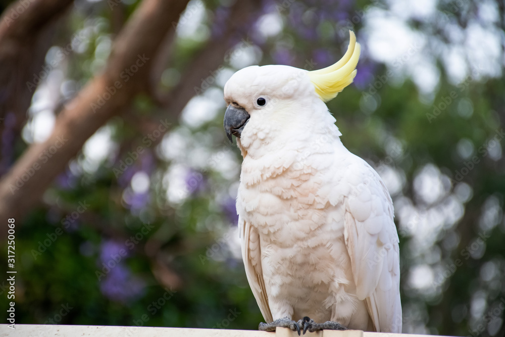 Sulphur-crested cockatoo sitting on a fence with beautiful blooming jacaranda tree on background. Urban wildlife