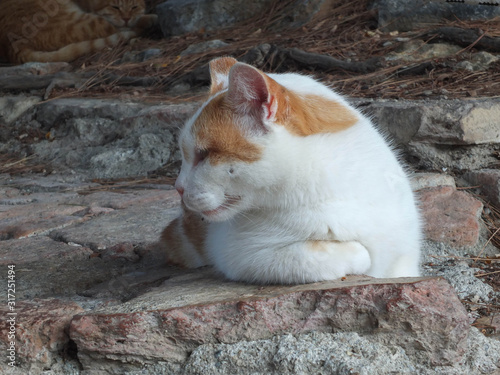 Gato deitado descansando em local turistico em izmir- Turquia
