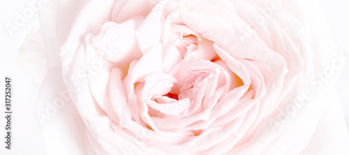 Romantic banner  delicate white roses flowers close-up. Fragrant crem pink petals