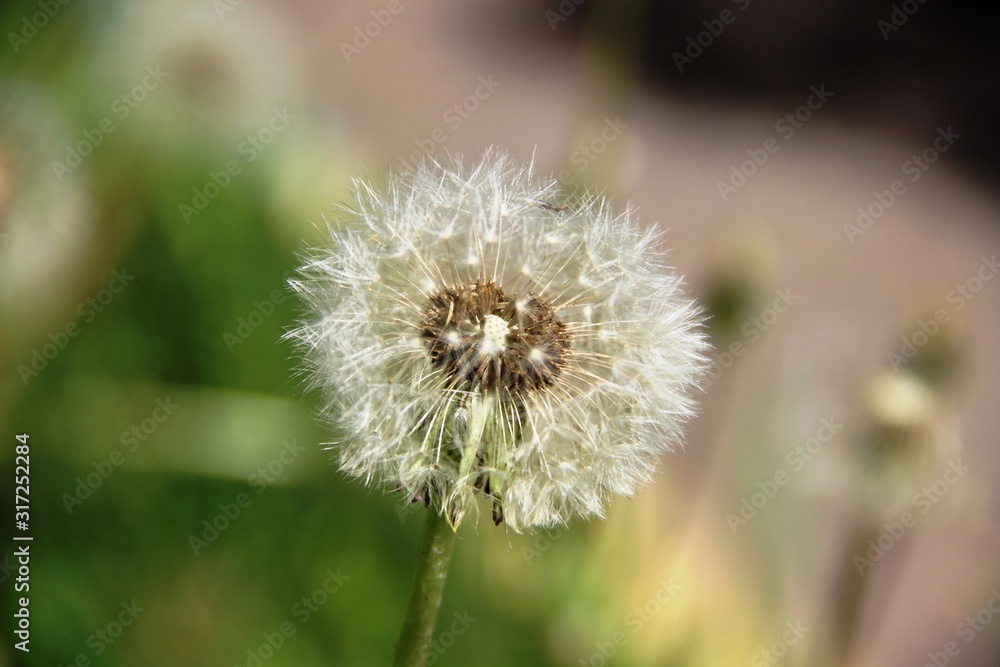 fluffy dandelion flower head. Spring weed and flowers fluffy dandelion flower head. Spring weed and flowers