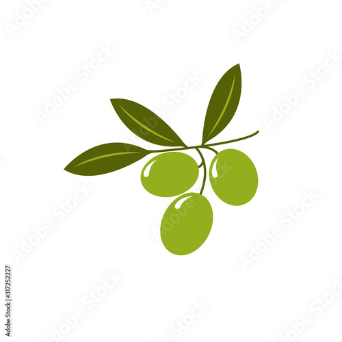 Olive branch icon vector illustration isolated on white background