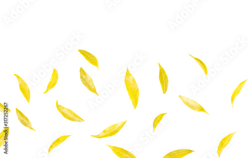  Light green and yellow leaves on a white background