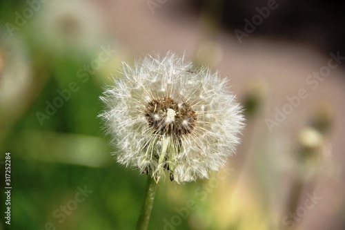 fluffy dandelion flower head. Spring weed and flowers