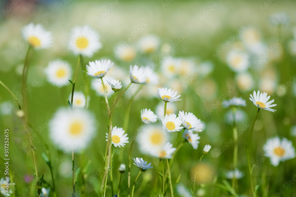 White daisies on a green glade closeup. White daisies on a green glade closeup.