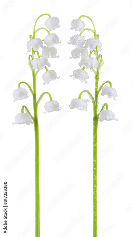 Set of Lily of the valley (Convallaria majalis) stems, blooming spring flowers, closeup, isolated on white background