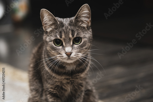 Portrait of beautiful striped grey cat with big green eyes. Curious playful pet with big ears at home. Animal looking to a camera.