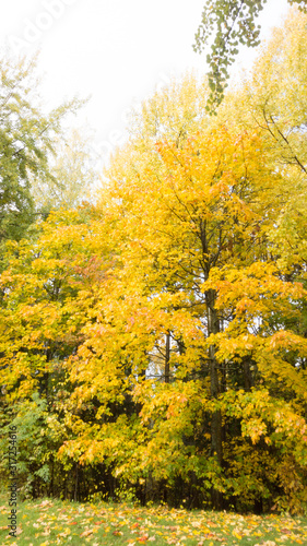 autumn leaves on tree