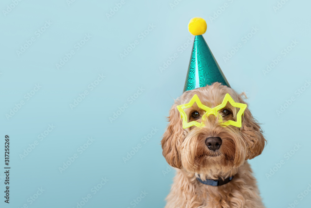 Cute dog wearing party hat and glasses - obrazy, fototapety, plakaty 