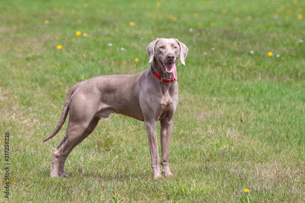 weimaraner on a meadow on a bright summer day