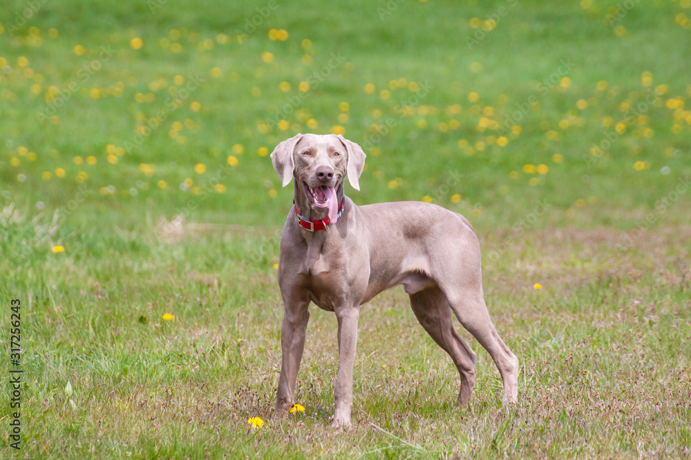 weimaraner on a bright summer day weimaraner on a bright summer day