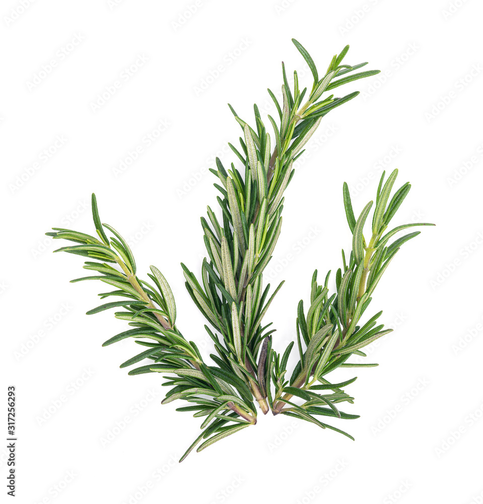 Rosemary isolated on white background Rosemary isolated on white background