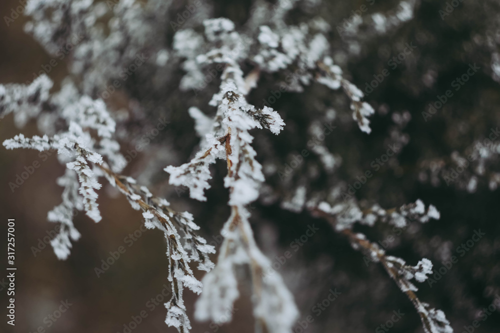 Winter landscape wallpaper. Vertical orientation. Snow cover on bush and tree. Frozen branches. White color background. Winter landscape wallpaper. Vertical orientation. Snow cover on bush and tree. Frozen branches. White color background.