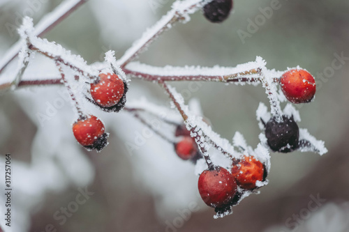 Close up frozen rose hip. Winter plants wallpaper. Red and white colors. Snow cover 
