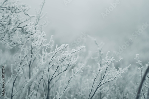 Winter landscape wallpaper. Copy space. Snow cover on bush and tree. Frozen branches. White color background. © Alona