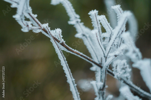 Winter landscape wallpaper. Vertical orientation. Snow cover on bush and tree. Frozen branches. White color background. © Alona