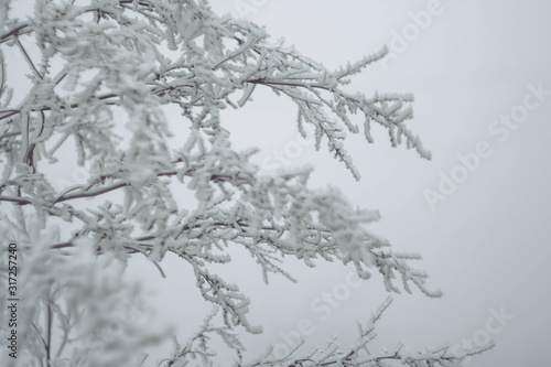Fototapeta Naklejka Na Ścianę i Meble -  Winter landscape wallpaper. Copy space. Snow cover on bush and tree. Frozen branches. White color background.