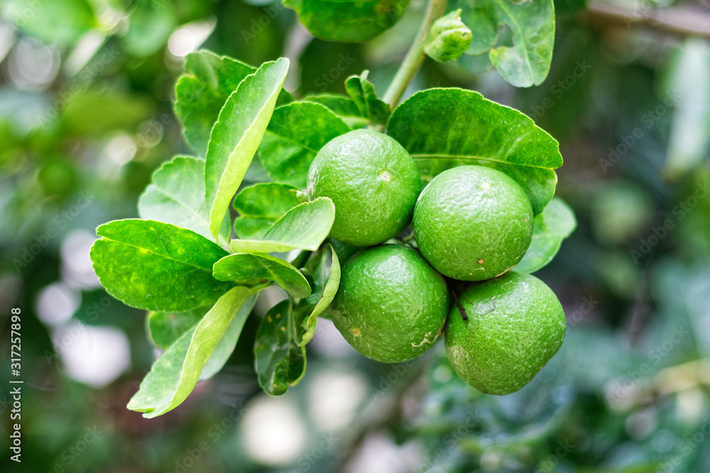 The kaffir lime tree is dense. Fresh bergamot fruits on bergamot tree. The result is a sphere. The kaffir lime tree is dense. Fresh bergamot fruits on bergamot tree. The result is a sphere.