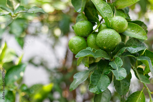 Wallpaper Mural The kaffir lime tree is dense. Fresh bergamot fruits on bergamot tree. The result is a sphere. Torontodigital.ca