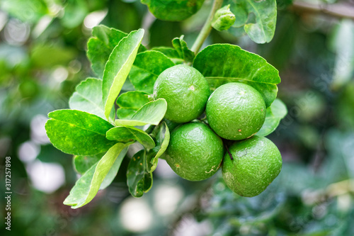 Wallpaper Mural The kaffir lime tree is dense. Fresh bergamot fruits on bergamot tree. The result is a sphere. Torontodigital.ca