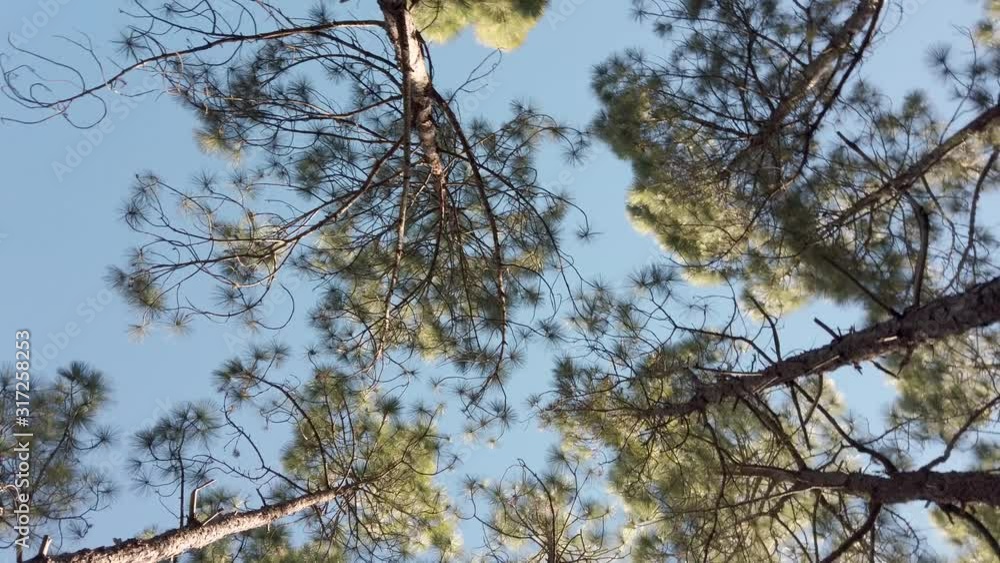 Looking up and rotate in forest tree branches with blue sky on background ot sunny day in Tenerife, Canary, Spain Looking up and rotate in forest tree branches with blue sky on background ot sunny day in Tenerife, Canary, Spain