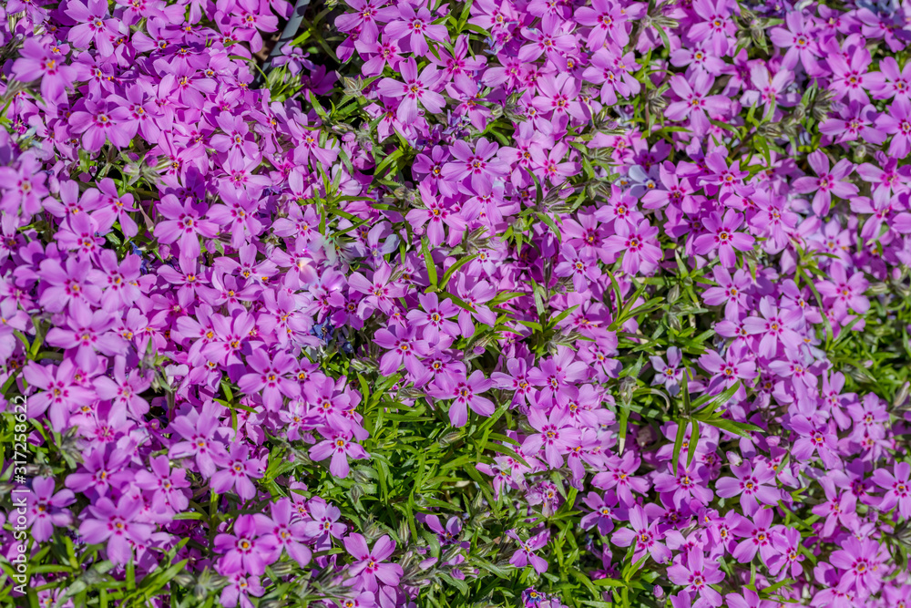 Purple flowers with green plants. Natural texture