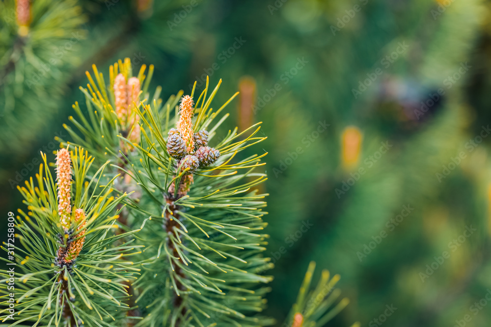 Closeup photo of green needle pine tree on the right side of picture. Small pine cones at the end of branches. Blurred pine needles in background Closeup photo of green needle pine tree on the right side of picture. Small pine cones at the end of branches. Blurred pine needles in background
