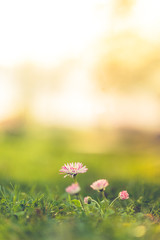 Beautiful nature closeup meadow flowers, blurred natural background, forest in soft sunlight. Sunset nature landscape.Spring flower in the meadow,spring nature background