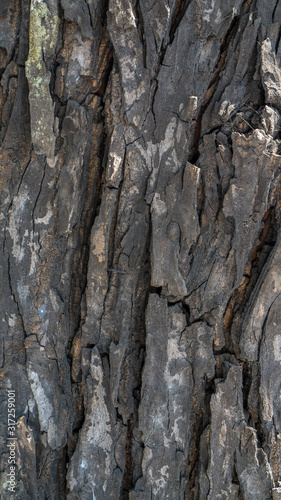 surface texture of mahogany bark photo