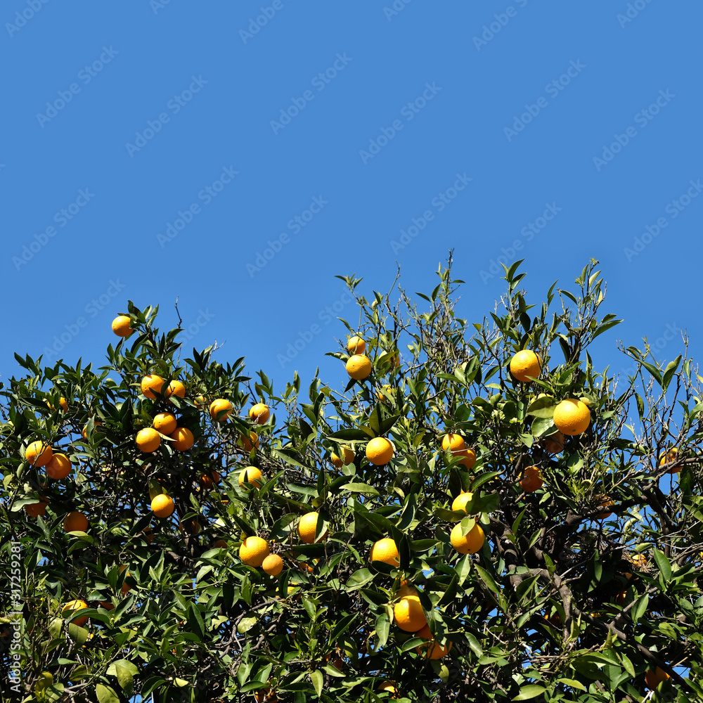 Lot of ripe oranges on citrus tree branches in the orchard in front clear cloudless sky as background front view close up