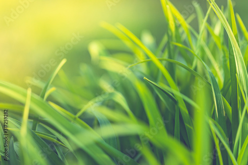 Artistic nature background. Blurred fresh green grass lawn or meadow field. Fresh green grass with water drops