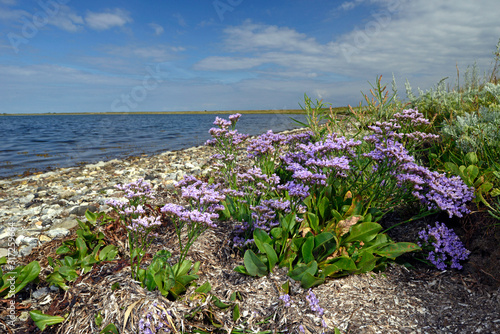 sea-lavender / Strandflieder (Limonium vulgare) am Spülsaum der Orther Bucht - Krummsteert, Fehmarn