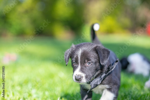 Little Border Collie puppy sitting running playing in the garden. Outdoor dog portrait