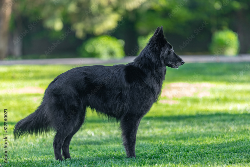 Beautiful fun Groenendael dog focusing. Black Belgian Shepherd Groenendael autumn portrait. Summer portrait of black groenendael-dog with green background Beautiful fun Groenendael dog focusing. Black Belgian Shepherd Groenendael autumn portrait. Summer portrait of black groenendael-dog with green background